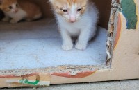 코리안캣 무료분양