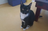 6개월된 고양이 여자아이입니다