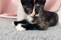 코숏 무료분양 합니다