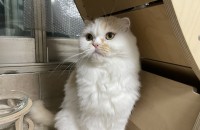 고양이 두마리 무료 분양 합니다 사랑으로 제발…부탁드려요