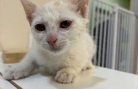 구조된 5남매의 가족이 되어주세요