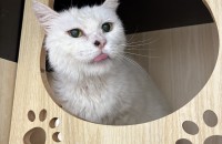 구조된 순한냥 흰둥이의 가족이 되어주세요