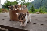 무료분양 예약 후 2마리 남았습니다.