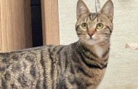 (경주)고양이 분양받으실분