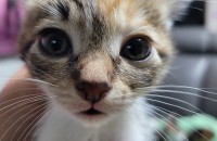 아기고양이 분양합니다.