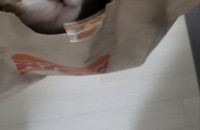 고양이무료분양 코리안숏헤어 1살