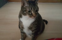 숙이를 맡아 주실분 찾아요