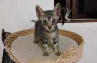 새끼고양이 분양합니다.