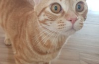 인천 코숏 고양이 입니다