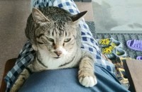 개냥이 무료분양