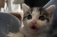 아기 고양이 집사 되어주실 분 찾습니다~!