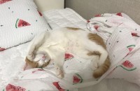 우리 토리 분양합니다 부디 잘 키워주세요ㅠ