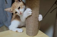 인천(송내역), 부천 / 개냥이 / 4개월 / 남아