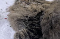 스코티쉬 스트레이트 2마리 분양 보내요(5살,3.5살)