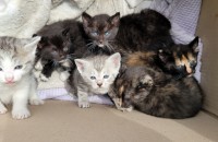 청주 고양이 무료분양합니다