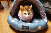 1살반 고양이 분양해요.