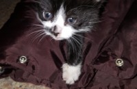 <충주> 귀여운 새끼 고양이 무료 분양합니다.