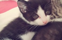 귀여운아기냥이분양