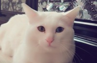 터앙2살남아분양해요