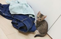 아기냥이분양해요