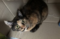 (성남 수정구)코숏 암컷 중성화o 무료분양해요