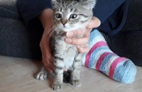 아메숏 아메리칸 숏헤어 믹스 분양