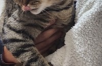 코숏 1살 애교많은 왕자님 분양합니다