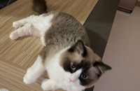 경기도 일산 , 한살된 렉돌 남아, 샴 여아 보냅니다