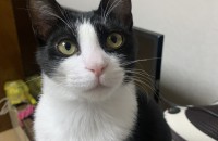 고양이 분양해요