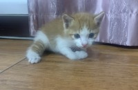 [성남]구조한 새끼고양이 분양 보냅니다.