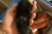 새끼 길고양이 분양합니다.
