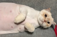 부산 스코티쉬폴드 남아 7살 무료분양