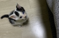 경남 김해, 5주된 아기 고양이의 새로운 가족이 되어주세요