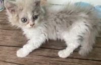 피부병 앓고 있는 1개월 된 셀커크렉스 (예상) 새끼묘 입양 보냅니다