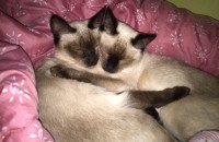 샴고양이 두마리 무료분양 합니다! 사료,화장실,간식 왠만한거 다 갖춰있어요 접종도 다 맞쳤구요