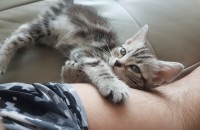 경남 양산 아메리칸 숏헤어 여아 무료 분양합니다