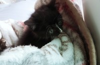 새끼고양이 무료분양합니다.