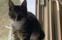 양산 코숏 무료분양해요