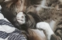 애완고양이 쵸코분양