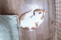 여아 고양이 분양합니다