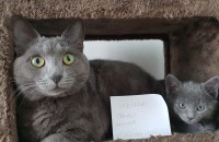 러시안블루2살여아 분양합니다