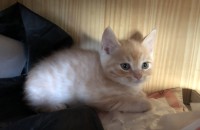 애기고양이4마리 분양보냅니다