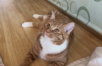 남자뚱냥이분양보냅니다 !!