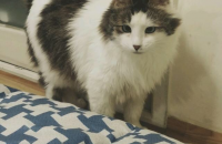 놀숲분양보냅니다