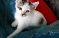 집냥이가 새끼를 낳았어요^^