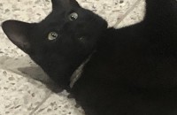 8개월된 수컷 검은 고먐미 분양합니다.(예방접종O,중성화X)