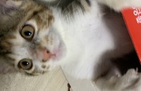 4개월된 코숏 여아 무료분양합니다