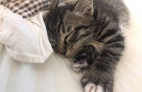 고양이 2달됬어요 조그만해요! 분양합니다