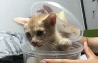 고양이무료분양