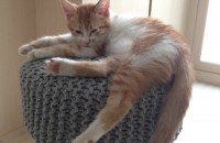 코숏 여아  4개월